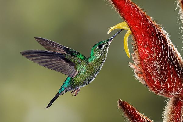 Jones, Adam 아티스트의 Green Crowned Brilliant hummingbird-Costa Rica작품입니다.